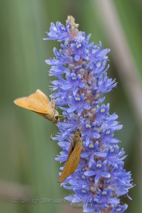 20170827_AligatorAlley_SavannahNWR - Skipper, Rare (161)-cprt