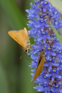 20170827_AligatorAlley_SavannahNWR - Skipper, Rare (162)-Fullsized