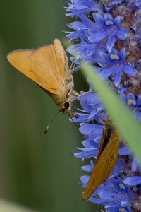 20170827_AligatorAlley_SavannahNWR - Skipper, Rare (164)-Fullsizedx2500