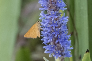 20170827_AligatorAlley_SavannahNWR - Skipper, Rare (22)