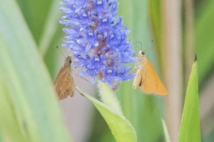 20170827_AligatorAlley_SavannahNWR - Skipper, Rare (6)-Fullsized