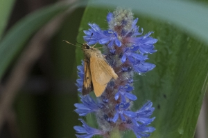 20170827_AligatorAlley_SavannahNWR - Skipper, Rare (63)