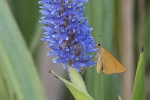 20170827_AligatorAlley_SavannahNWR - Skipper, Rare (9)