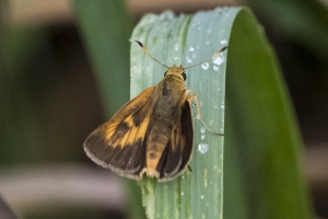 20170827_AligatorAlley_SavannahNWR - Skipper, Rare (93)