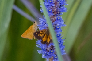 20170827_AligatorAlley_SavannahNWR - Skippers, Broad-winged & Rare (6)
