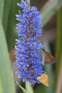 20170827_AligatorAlley_SavannahNWR - Skippers, Rare & Broad-winged