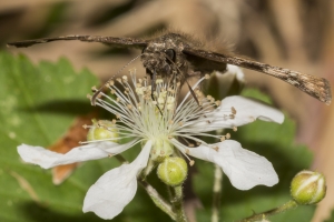 2017_03_20_Leon_EKP - Duskywing, Horaces (1)