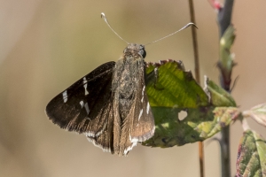 2017_03_21_Leon_TallTimbers Souther Cloudywing (2)