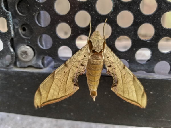 20180505-Orlando - Moth, Streaked Sphinx (Protambulyx strigilis) (2)