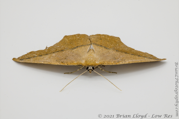 2021-05-04 08-35-52 - Moth, Geometer, Spanworm, Large Maple (stacked)cprt (1)