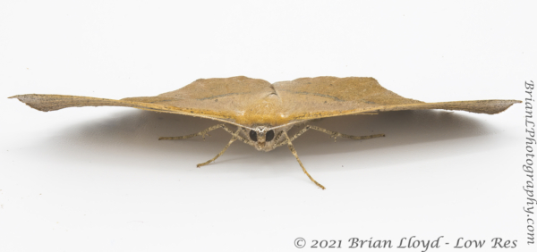 2021-05-04 08-35-52 - Moth, Geometer, Spanworm, Large Maple (stacked)cprt (3)