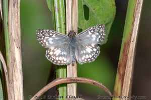 36-Aud_LakeTalquin_2018_11_10 - Skipper, Tropical Checkered