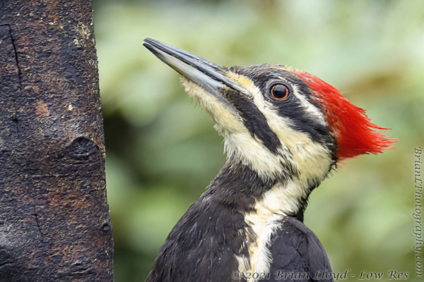 5116 BNT 2021-04-15 3 - Woodpecker, Pileated