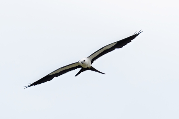 5116 BNT 2021-07-10 - Kite, Swallowtail (3)