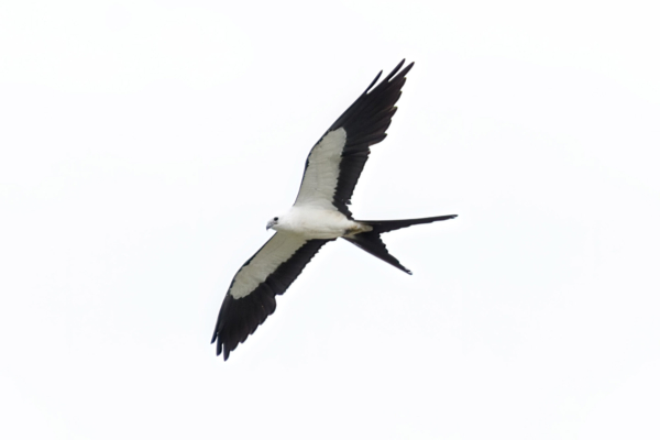 5116 BNT 2021-07-10 - Kite, Swallowtail (4)