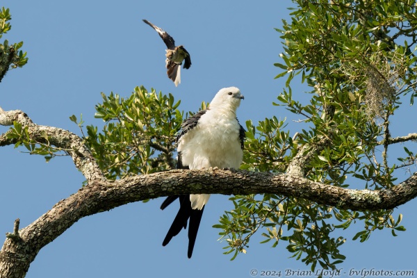 5116 BNT 2024-07-14 - Kite, Swallowtail (3)