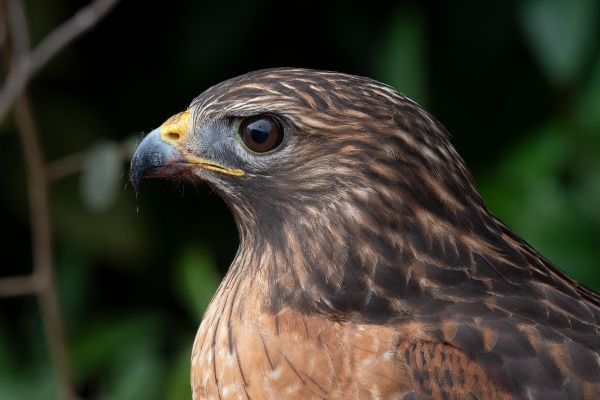 5116 BkGdn 2023-11-12 69 - Hawk, Red-shouldered-s