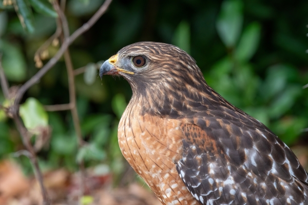 5116 BkGdn 2023-11-12 70 - Hawk, Red-shouldered