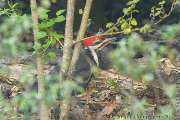 5116 Gdn 2021-04-12 7 - Woodpecker, Piieated
