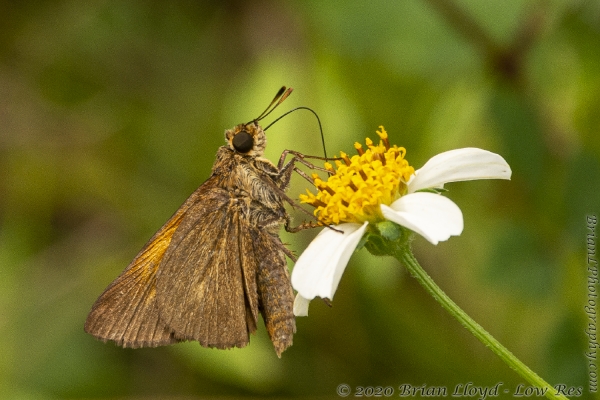 ARWEA-SandRd_2014_10_01 - Skipper, Aaron's possible