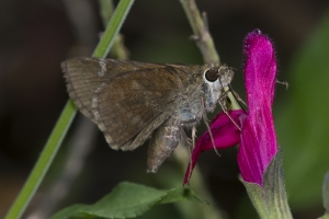 AZ-Patagonia_2016_07_17 - Skipper, Violet-clouded (2)-s
