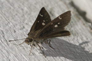 AZ-Patagonia_2016_07_17 - Skipper, Violet-clouded-s