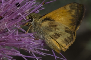 AZ-TurkeyCreek_2016_07_22 - Skipper, Taxiles (4)-s