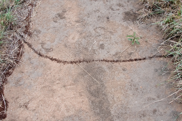 z_Ants, moving house D07 Serengeti C Nyumbani 231012 160131 _01