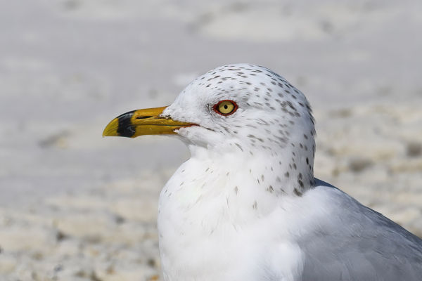 Apalachicola-Birds_21-02-25 - Gull, Ring-billed (Imm) (2)-gpix