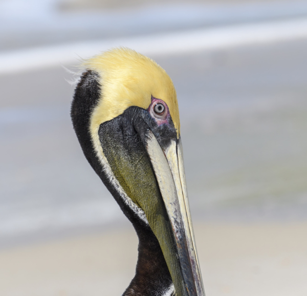 Apalachicola-Birds_21-02-25 - Pelican, Brown (1)