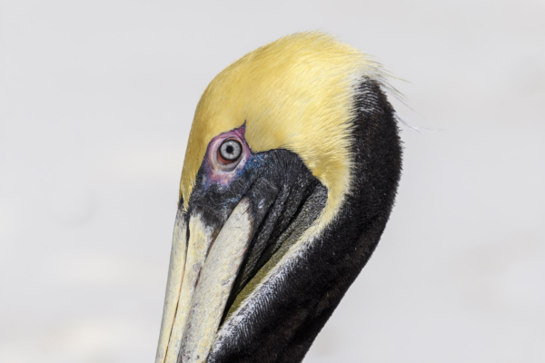 Apalachicola-Birds_21-02-25 - Pelican, Brown (4)