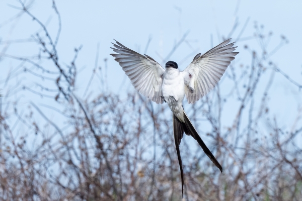 Apalachicola Bridge 2023-12-06 - Flycatcher, Fork-tailed (4)