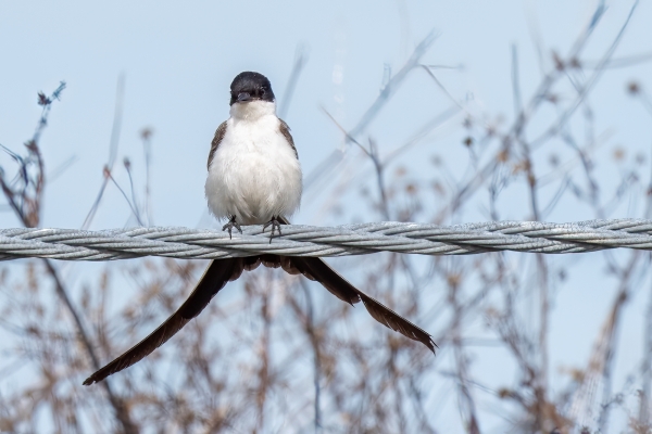 Apalachicola Bridge 2023-12-06 - Flycatcher, Fork-tailed (5)