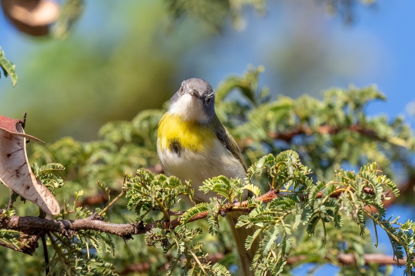 Apalis, Yellow-breasted D04 NgC 231009 164245_