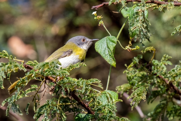 Apalis, Yellow-breasted D04 NgC 231009 164341 _01