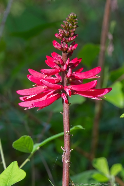 Avalon DMac 2024-04-10 - Cardinal Plant, Red