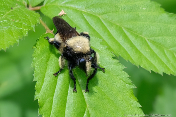 Avalon DMac 2024-04-10 - Robber Fly, Bumble bee Fly (Laphria macquarti) (1)