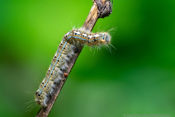 Avalon DMac 2024-04-10 - Tent Caterpillar, Forest tent (Malacosoma disstria)