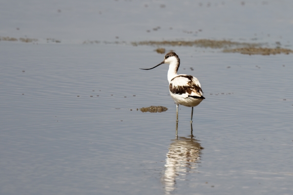 Avocet, Pied D06 NgC to Serengeti C 231011 150444