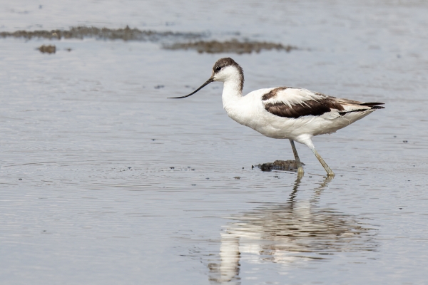 Avocet, Pied D06 NgC to Serengeti C 231011 150853