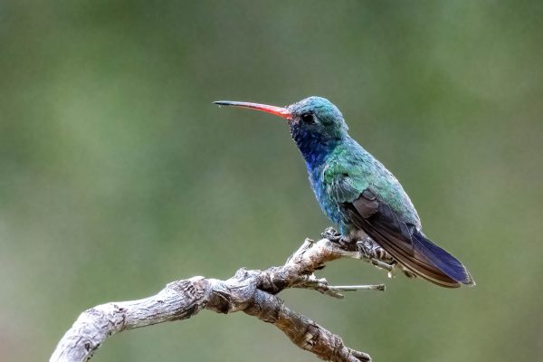 Az Vac Madera Canyn 2025-08-20 - Hummingbird, Broad-billed (1)