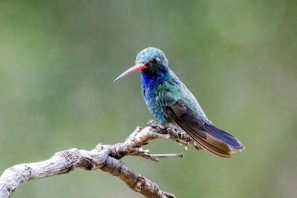 Az Vac Madera Canyn 2025-08-20 - Hummingbird, Broad-billed (2)