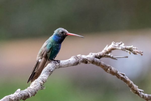 Az Vac Madera Canyn 2025-08-20 - Hummingbird, Broad-billed (4)