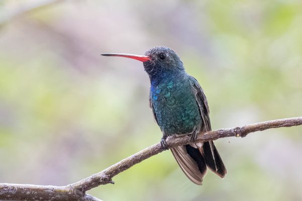 Az Vac Madera Canyn 2025-08-20 - Hummingbird, Broad-billed (5)
