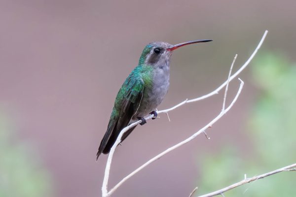 Az Vac Madera Canyn 2025-08-20 - Hummingbird, Broad-billed (F) (1)