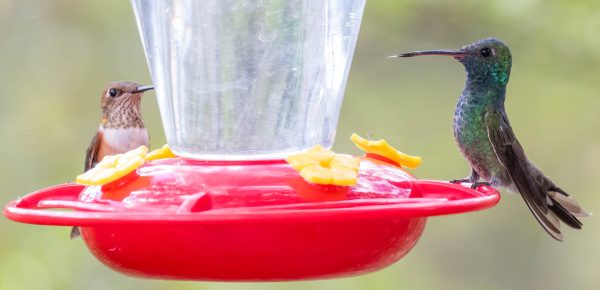 Az Vac Madera Canyn 2025-08-20 - Hummingbird, Broad-billed with Rufous