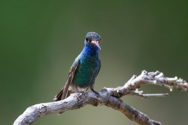 Az Vac Madera Canyn 2025-08-20 - Hummingbird, Broad-billed