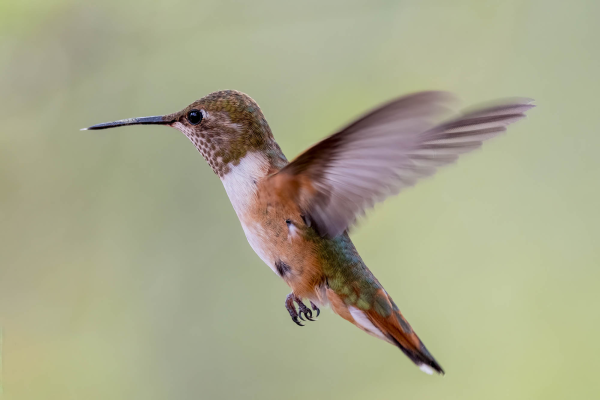 Az-Vac-Madera-Canyn-2025-08-20-Hummingbird-Rufous-1.webp