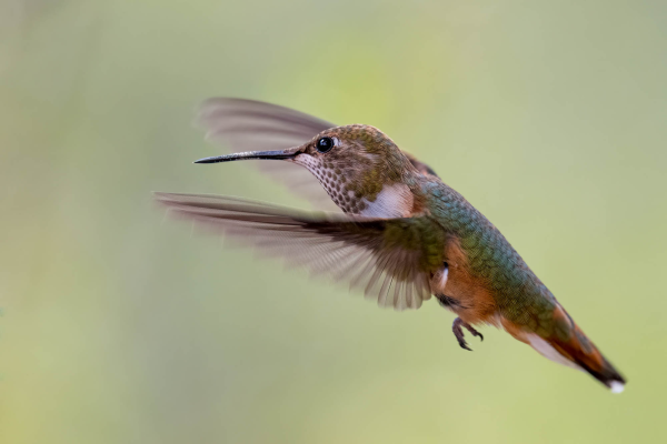 Az-Vac-Madera-Canyn-2025-08-20-Hummingbird-Rufous-2.webp