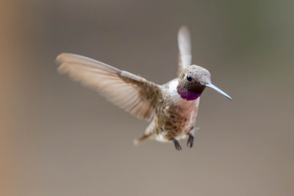 Az-Vac-Madera-Canyn-2025-08-20-Hummingbird-Rufous.webp
